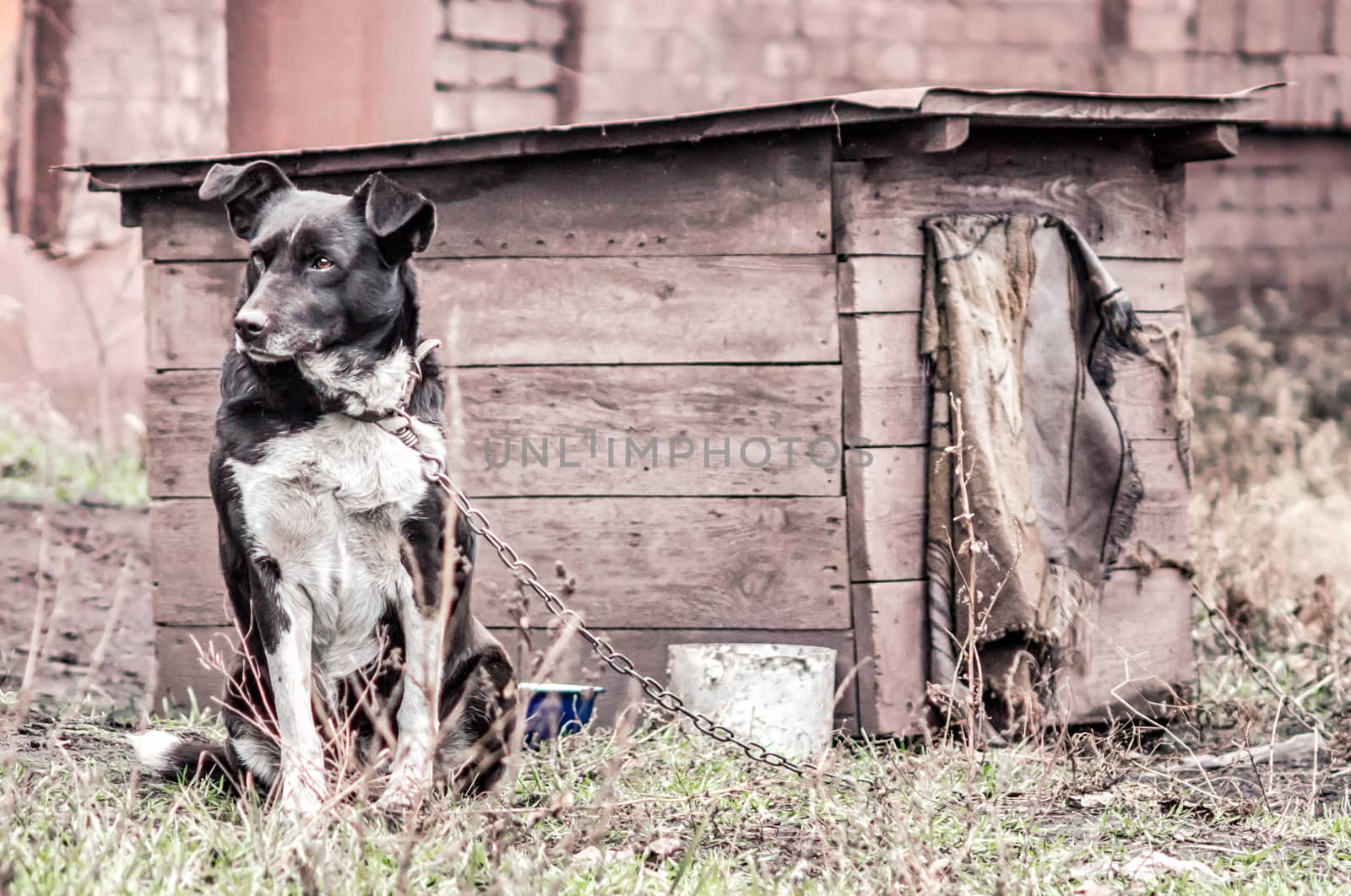mongrel dog on a chain in a farm old style photo
