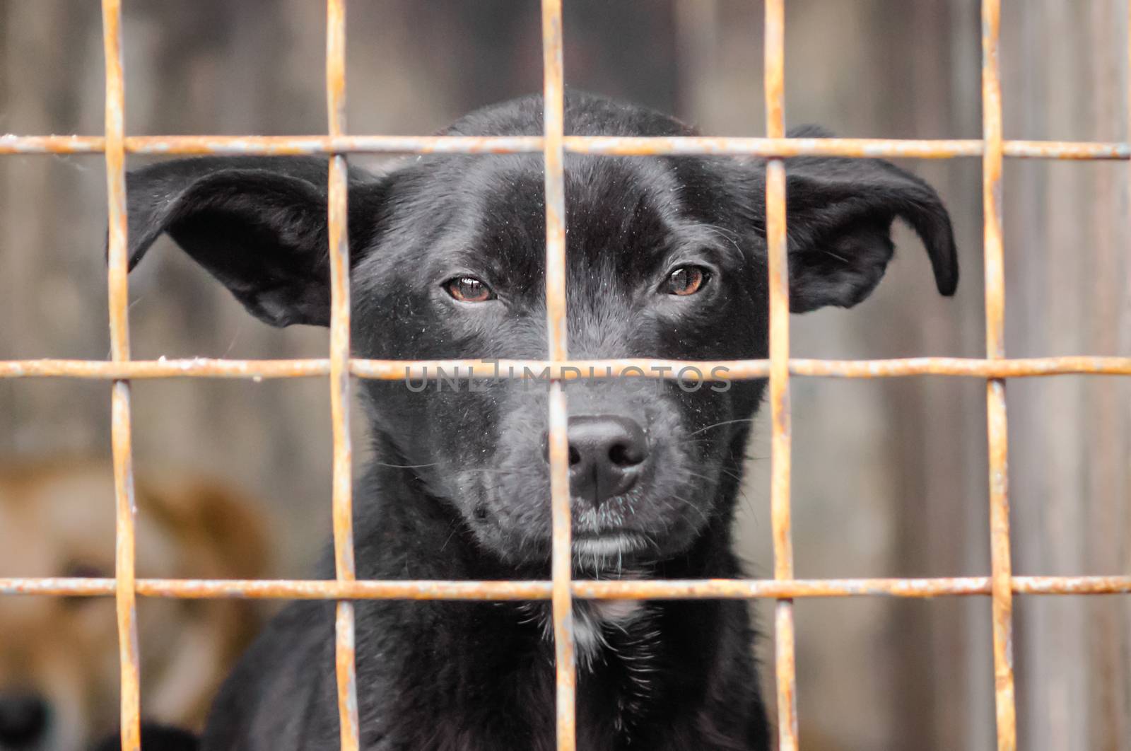 portrait of a mongrel dog with sad eyes in an iron cage behind bars close up