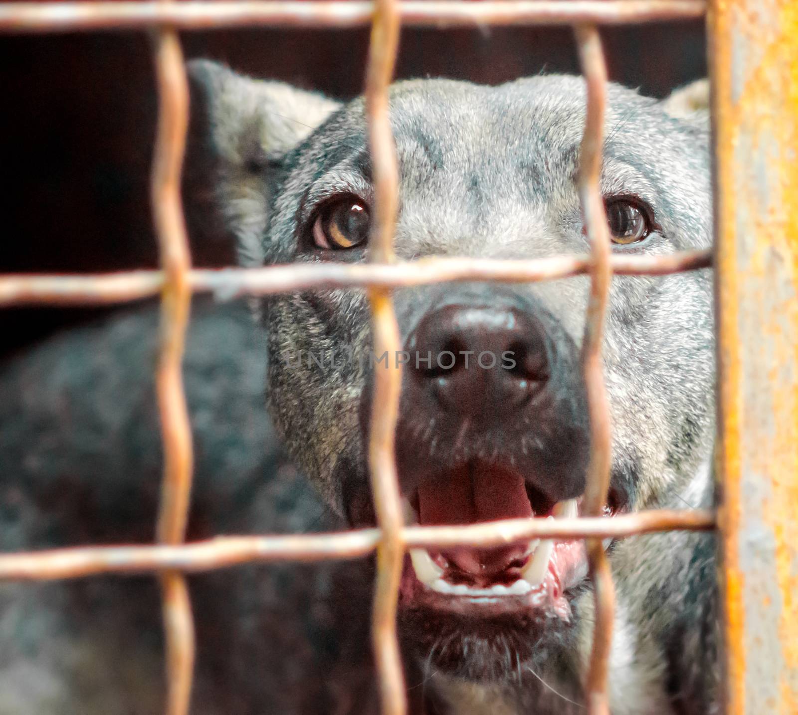 portrait of a mongrel dog with sad eyes in an iron cage behind bars close up