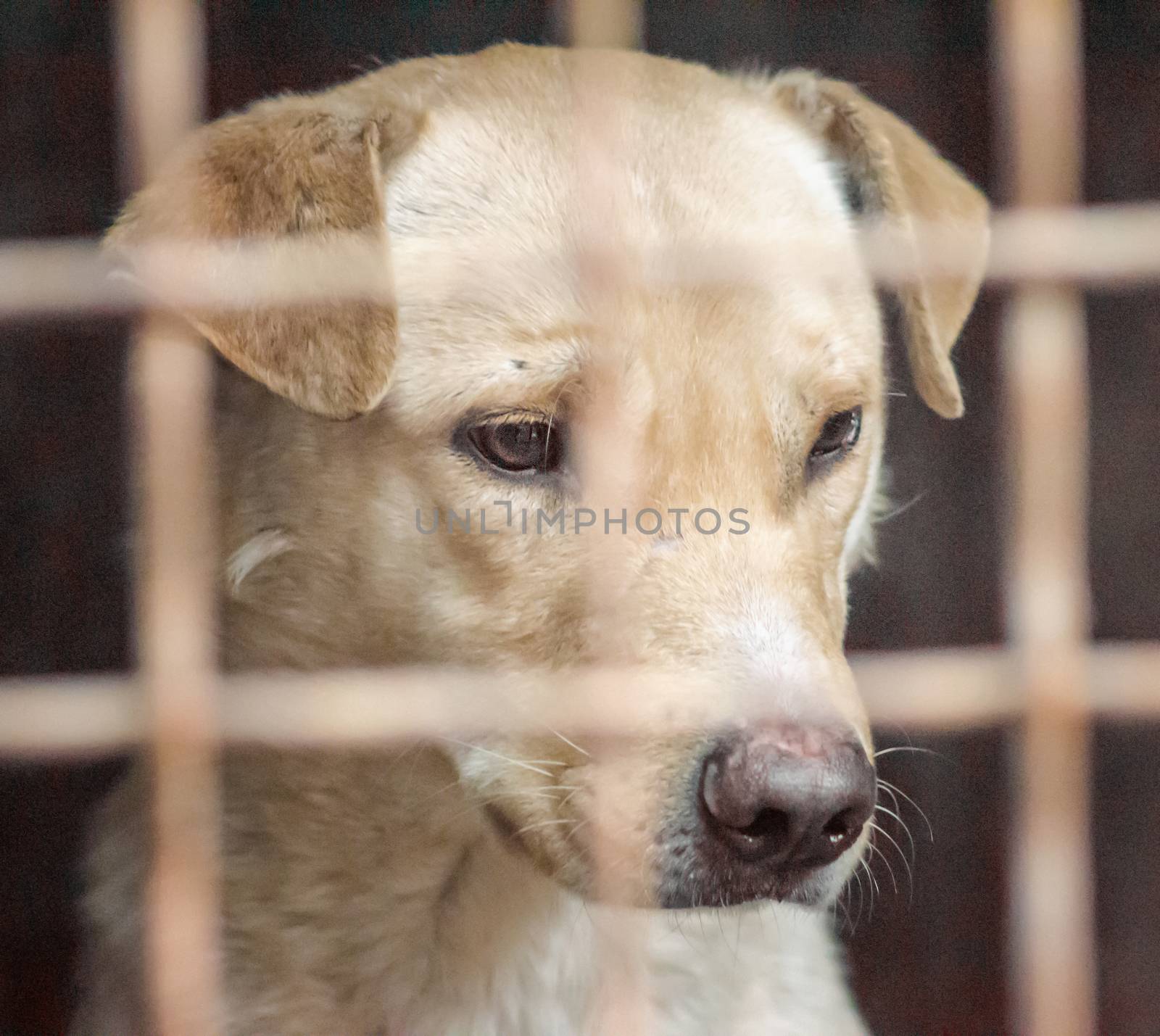 mongrel dog with sad eyes in an iron cage close up