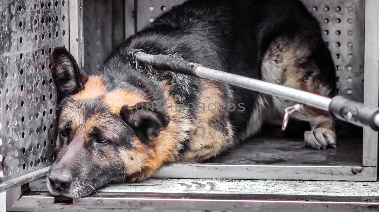 old stray dog ​​with sad eyes in a shelter
