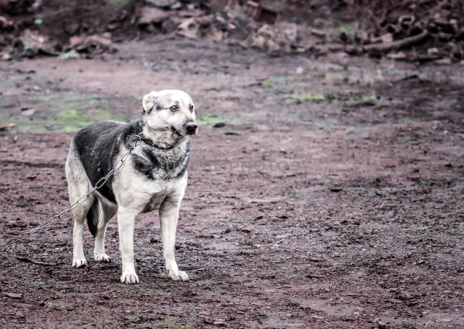 lonely scared mongrel chain dog in the mud