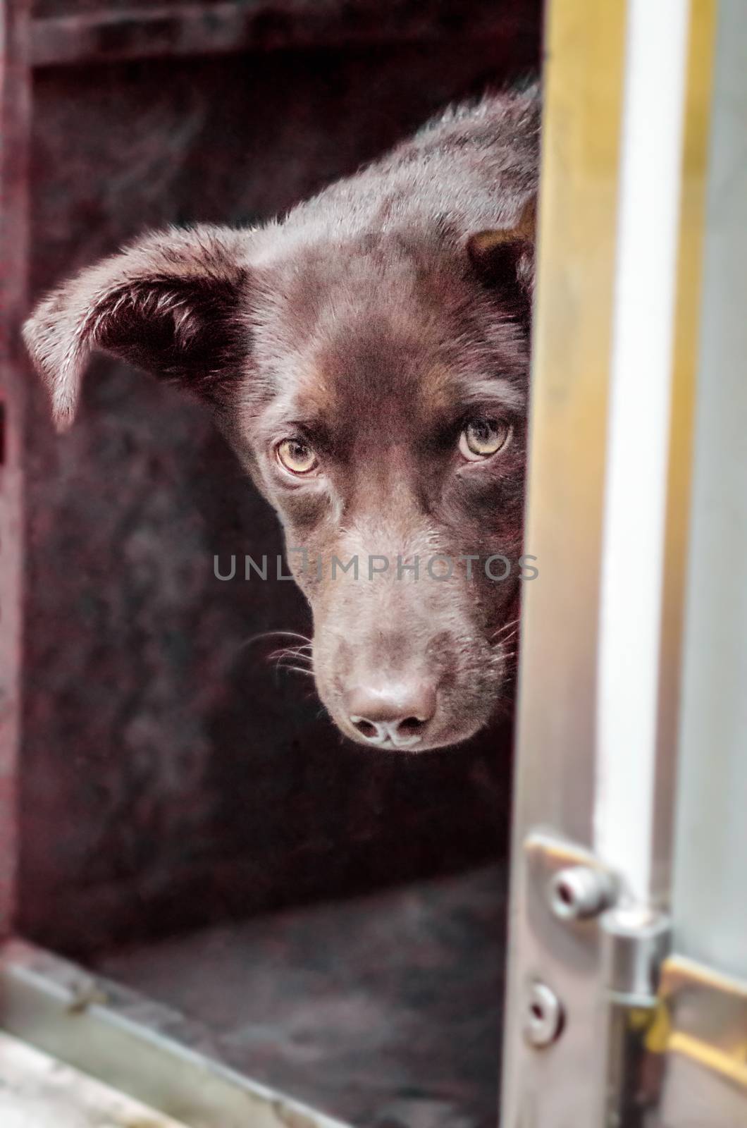 portrait of a mongrel dog with sad eyes hiding and peeping close up