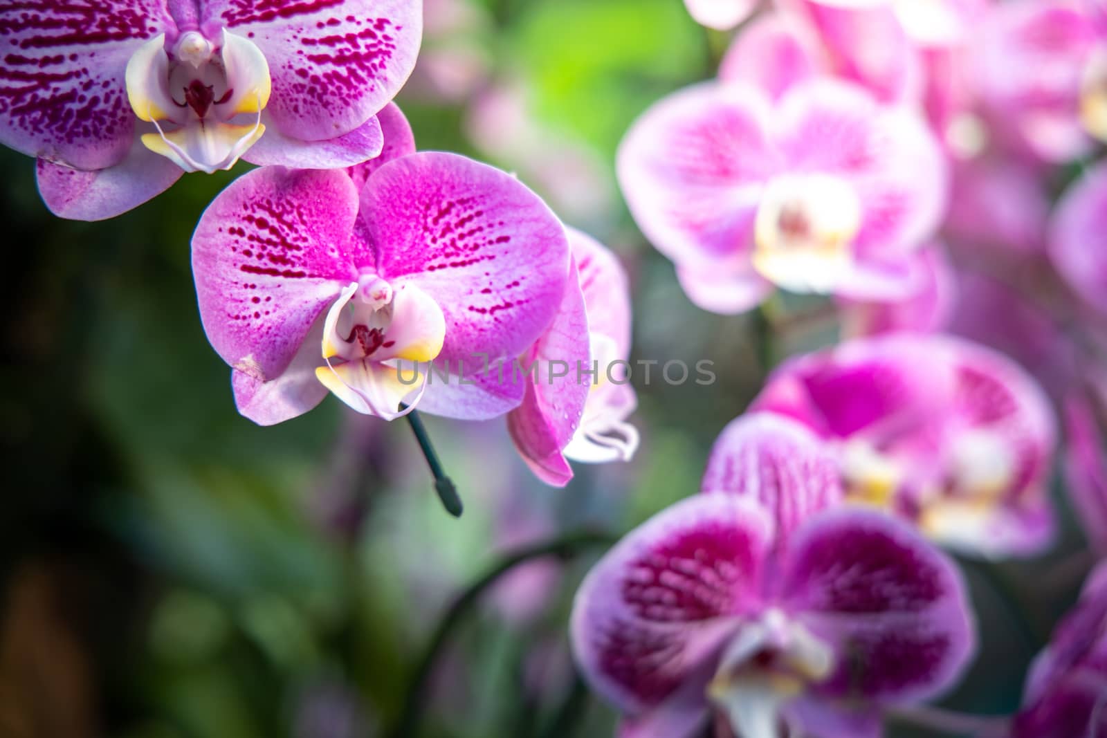 Beautiful blooming orchids in forest, On the bright sunshine