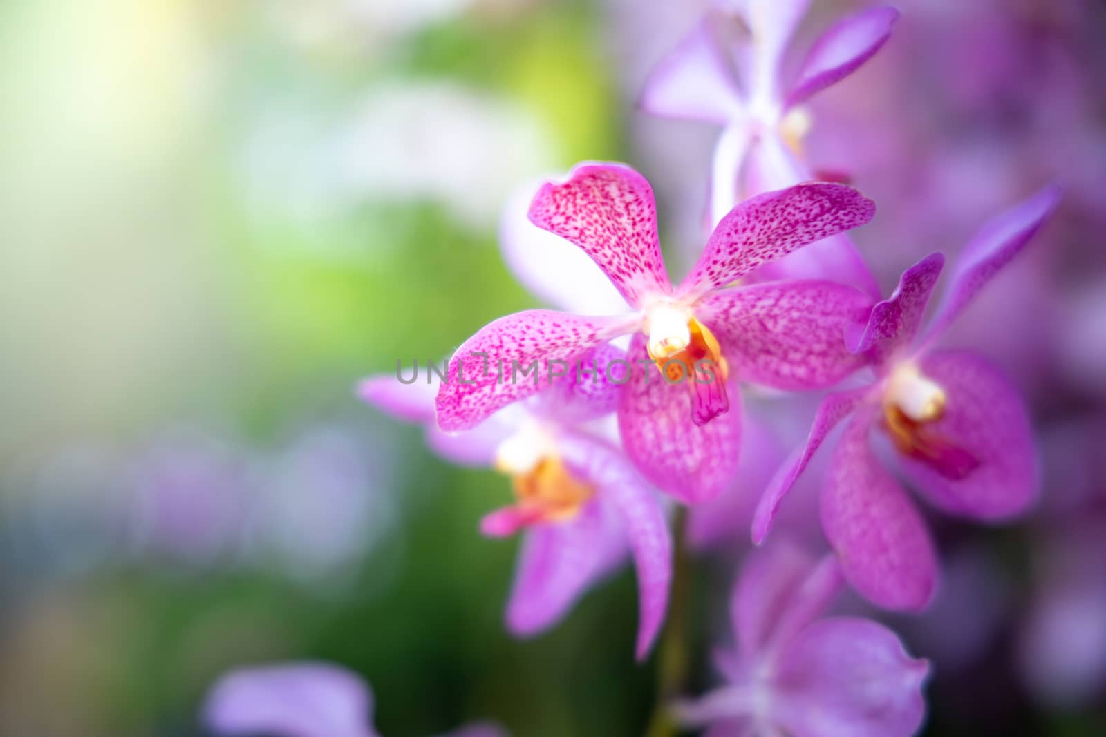 Beautiful blooming orchids in forest, On the bright sunshine