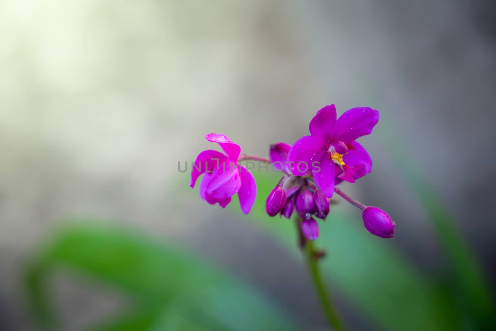 Beautiful blooming orchids in forest, On the bright sunshine