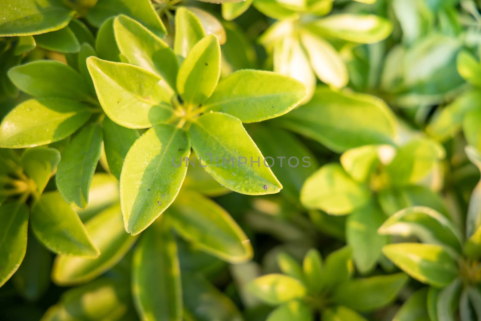 Close Up green leaf under sunlight in the garden. Natural backgr by teerawit