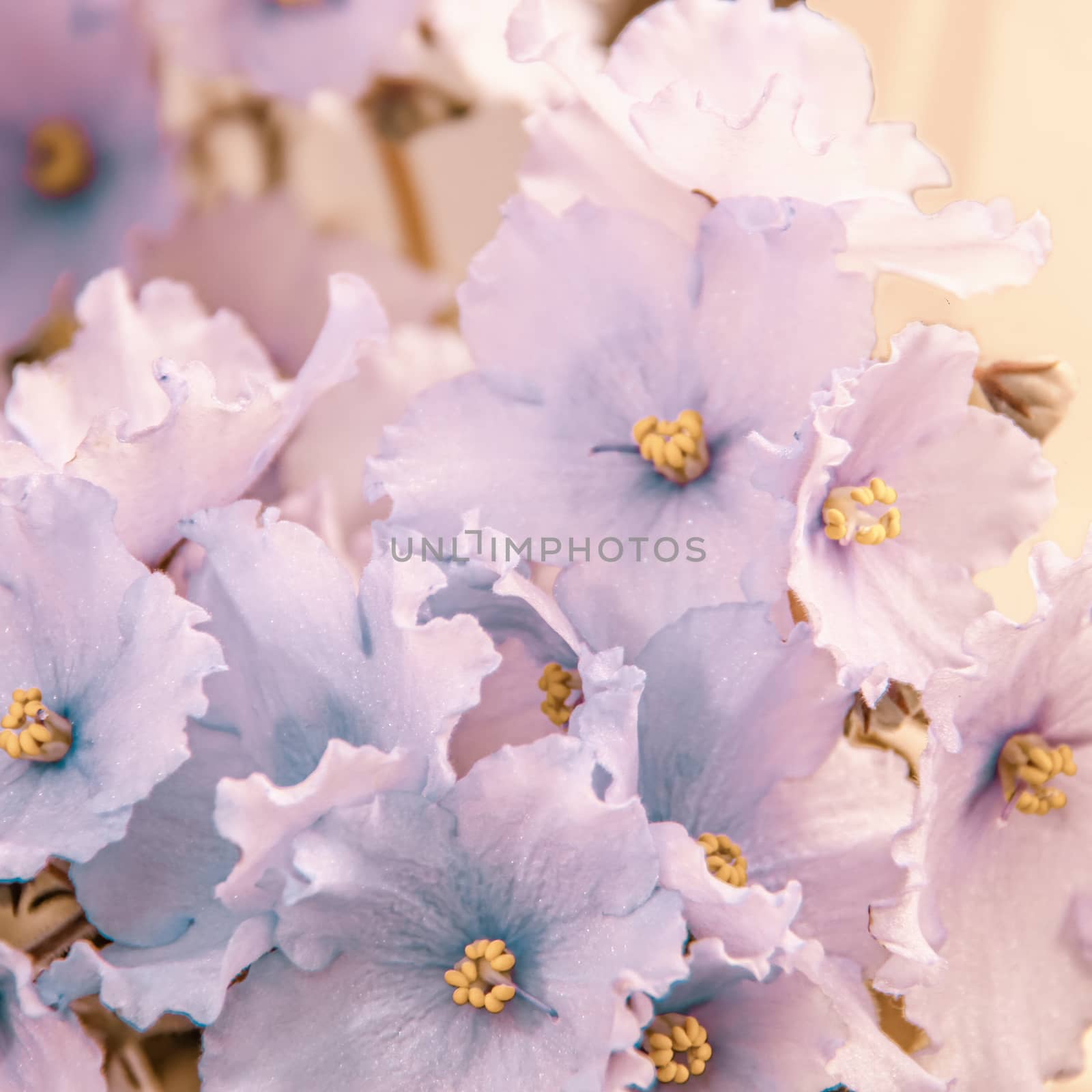 Floral background of beautiful pale blue flowers of African violet or Saintpaulia close-up