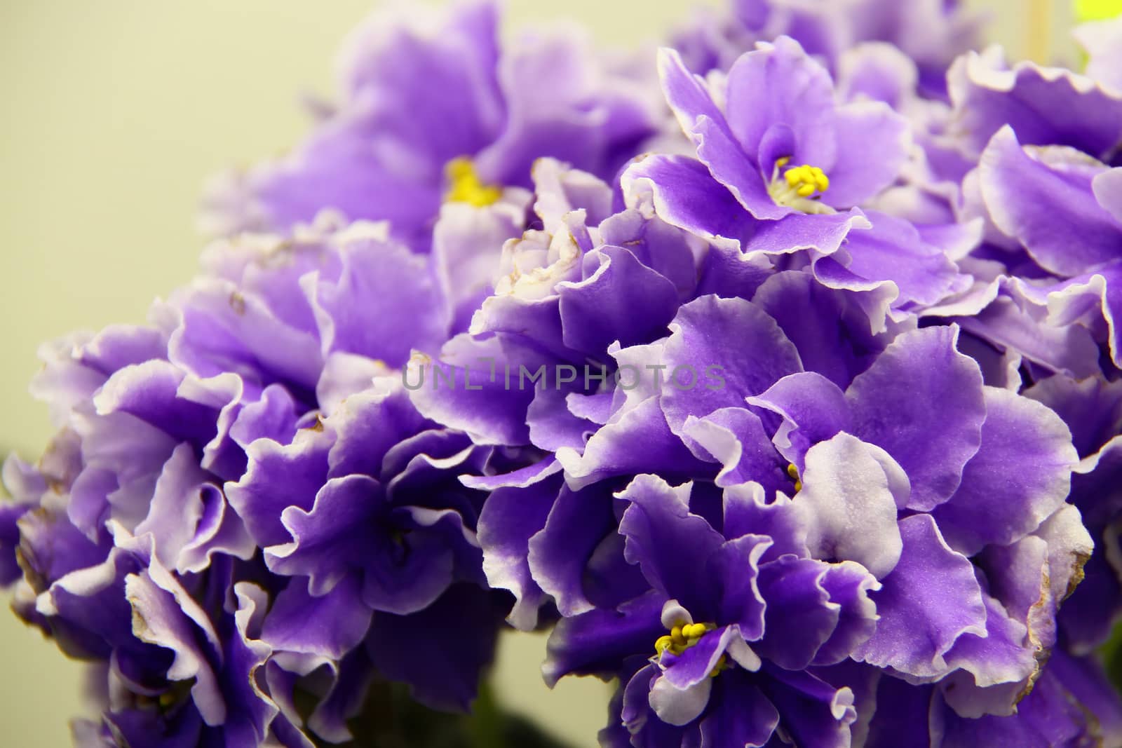 Beautiful Saintpaulia or Uzumbar violet. Indoor flowers. Natural floral background. by bonilook