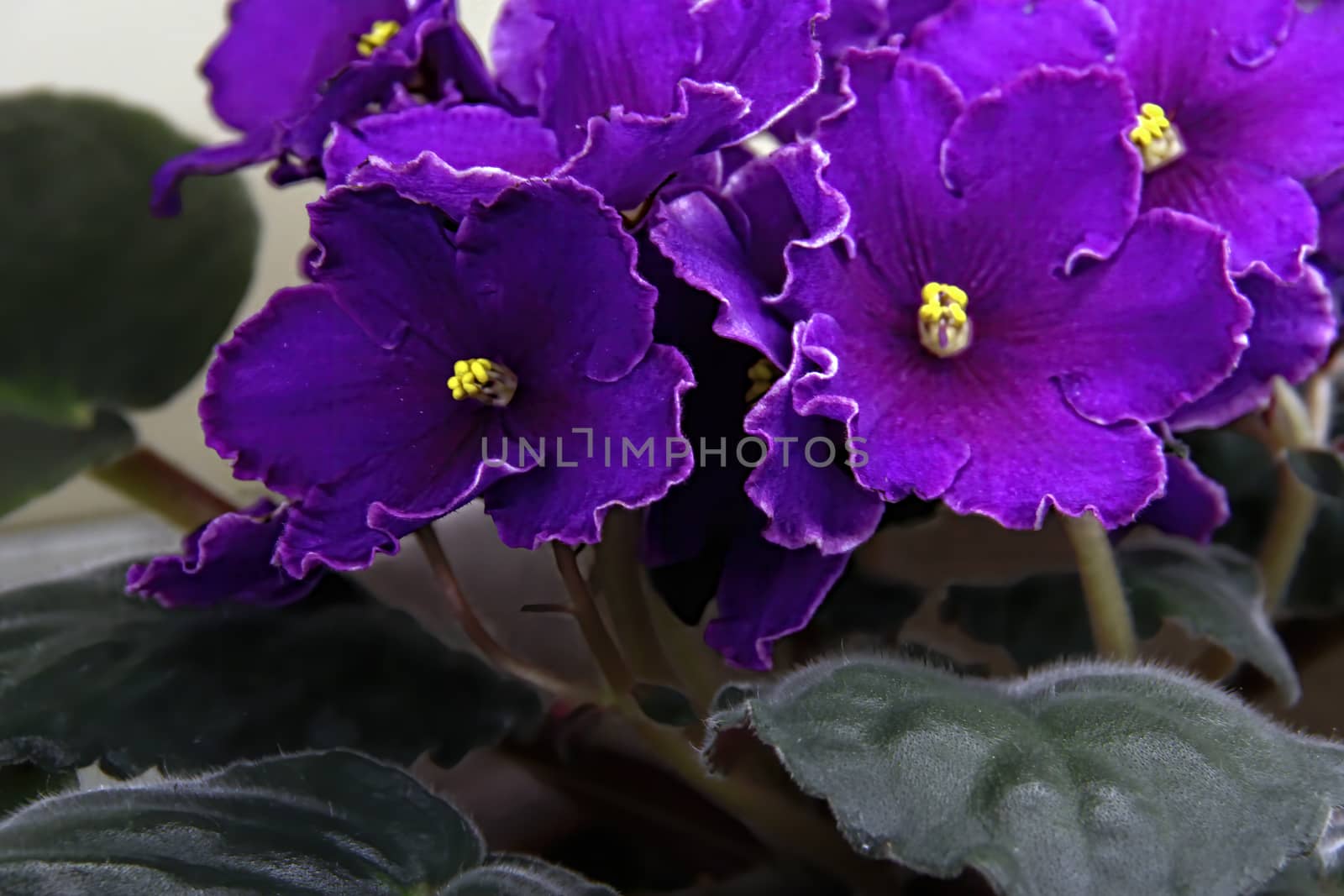 Beautiful Saintpaulia or Uzumbar violet. Indoor flowers. Natural floral background. by bonilook