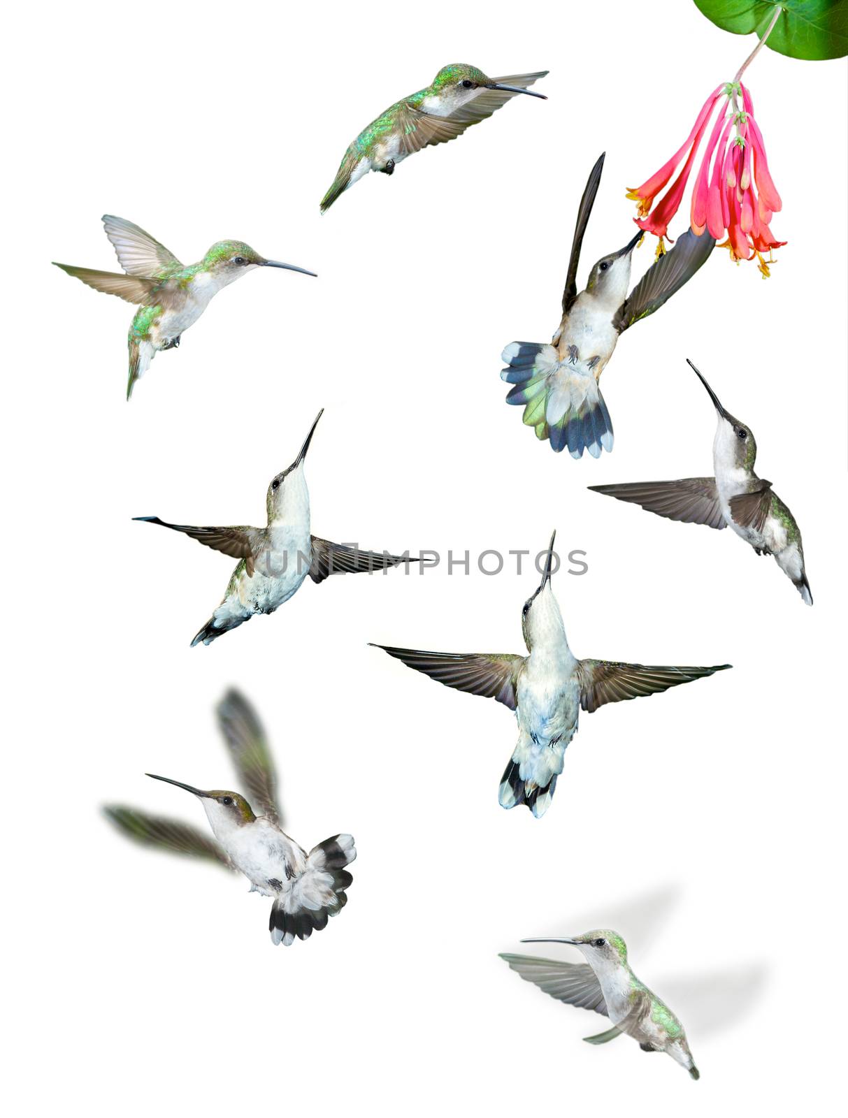 Group of Isolated Hummingbirds by patrickstock