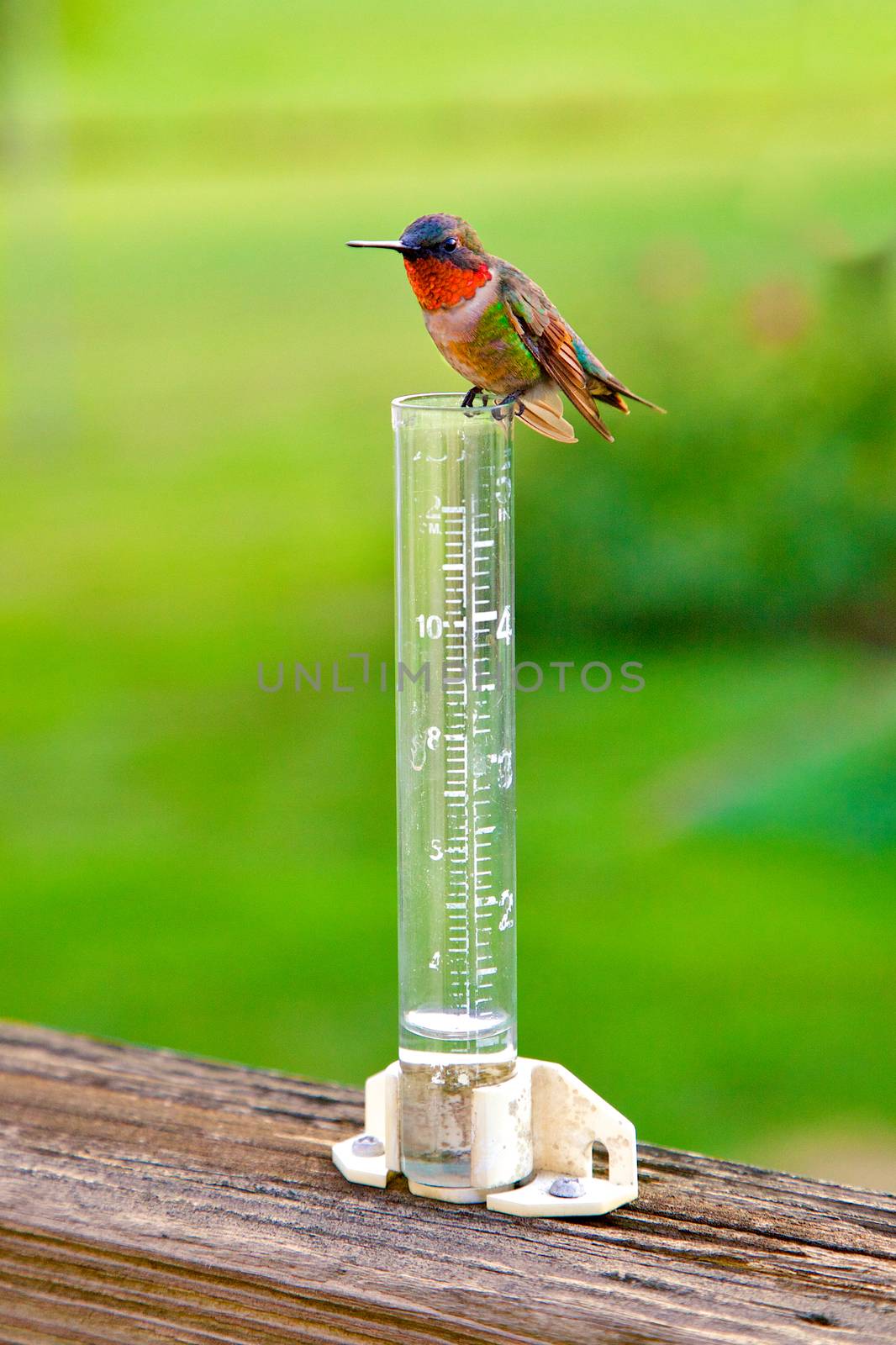 Male Rudy-Throated Hummingbird sitting on rain  gauge..