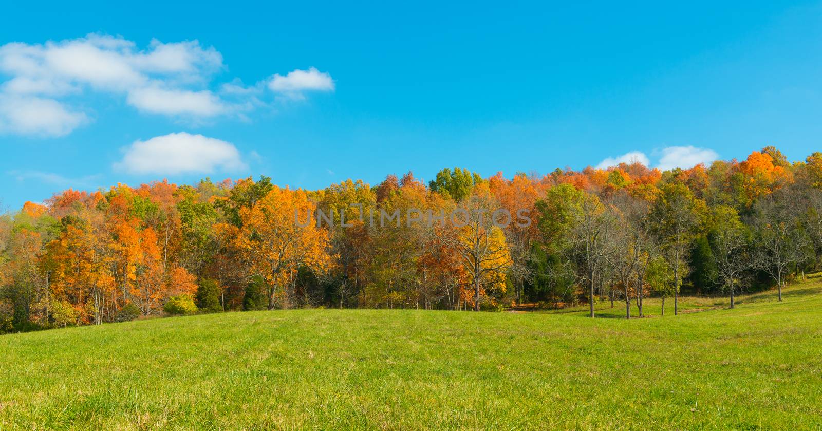 Field with Fall Trees  by patrickstock