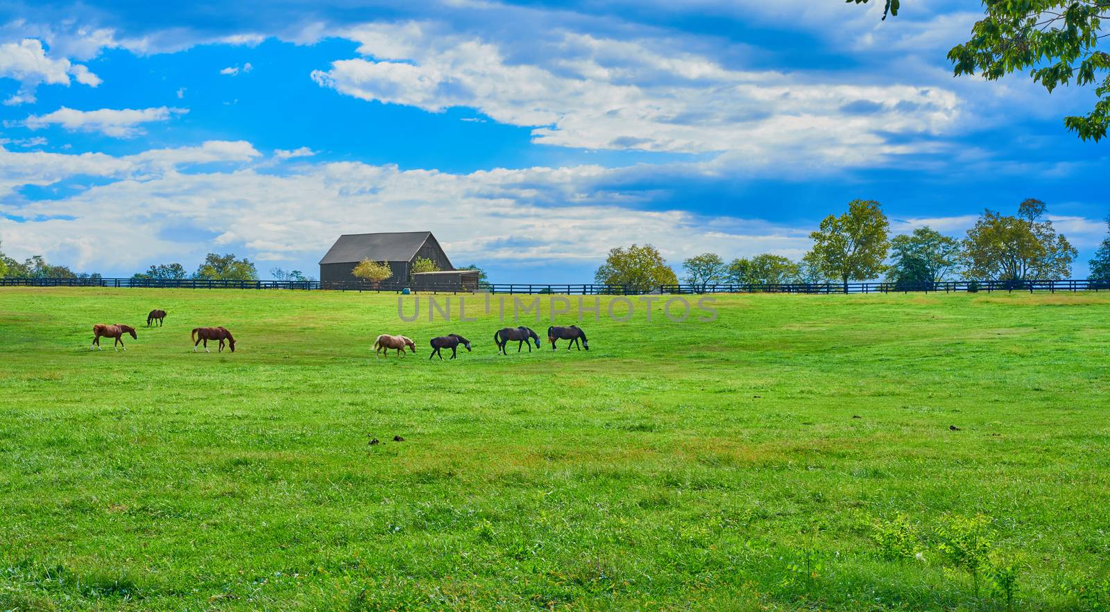Kentucky Horse Farm by patrickstock