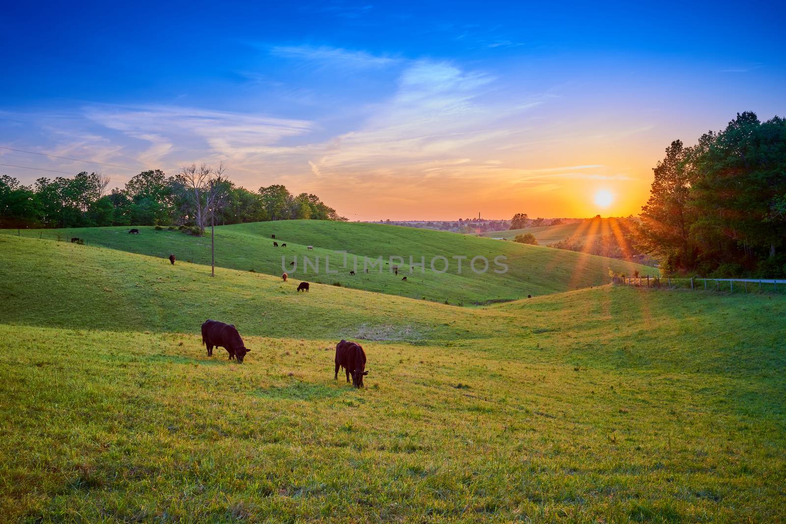 Field of Cows Grazing at Sunset by patrickstock