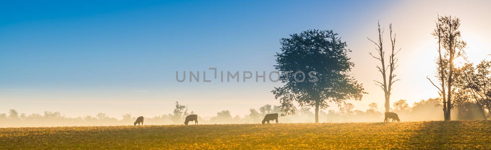 Cows grazing in the early morning fog.