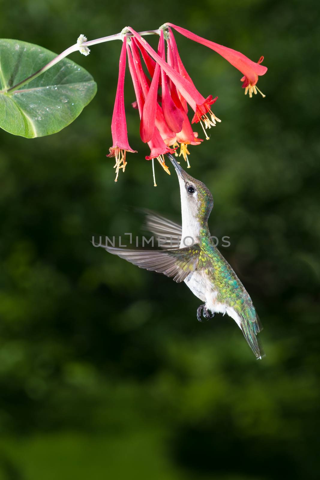 Female Ruby-Throated Hummingbird by patrickstock