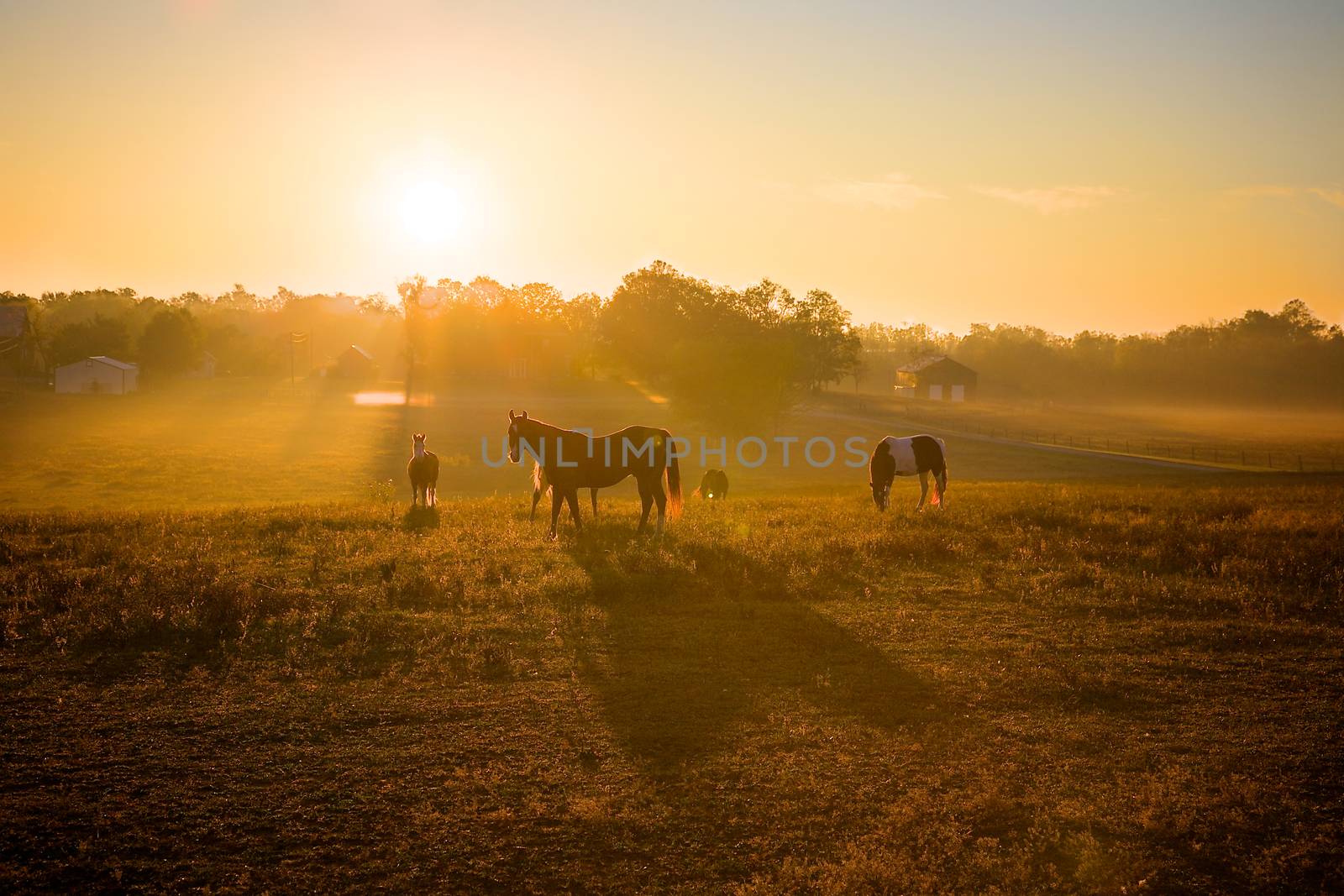 Sunrise over horses in a field in Kentucky.