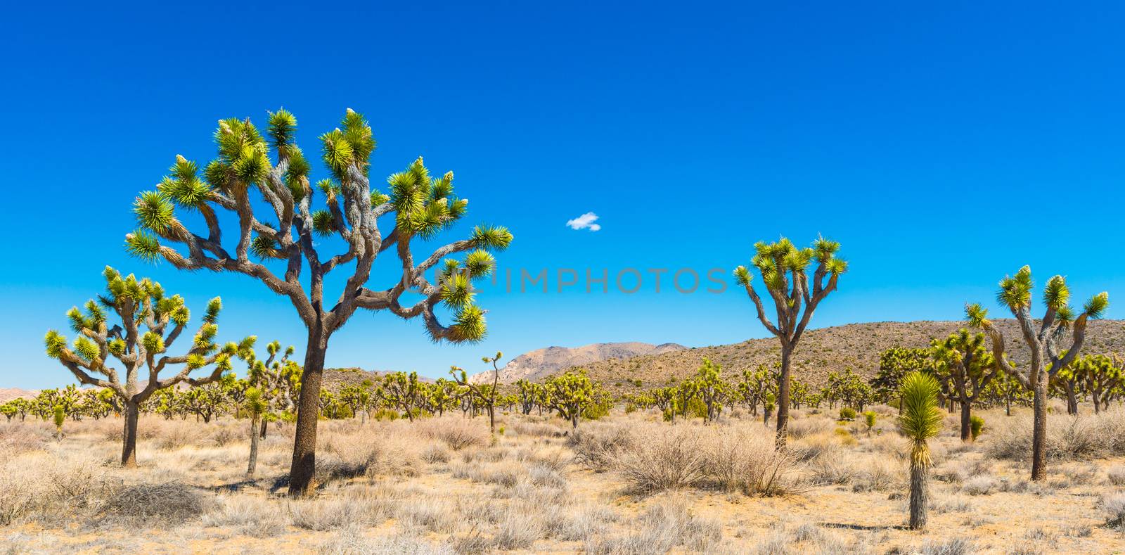 Joshua Trees by patrickstock