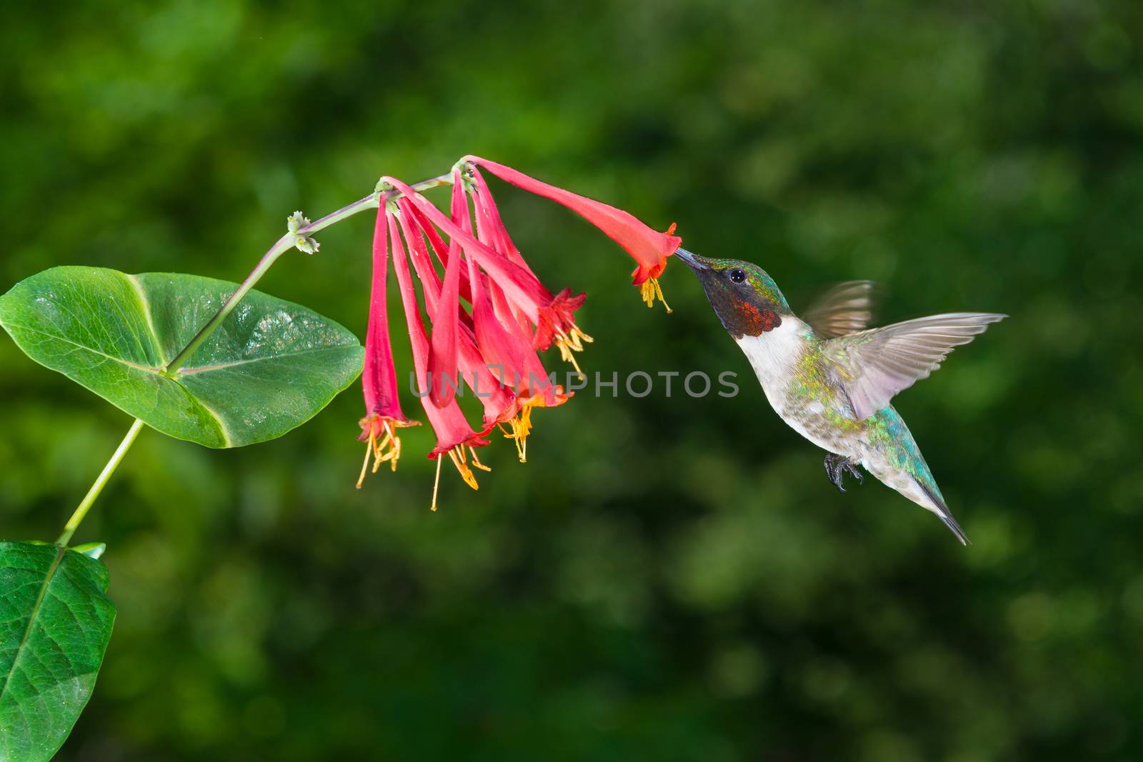Male Ruby-Throated Hummingbird by patrickstock