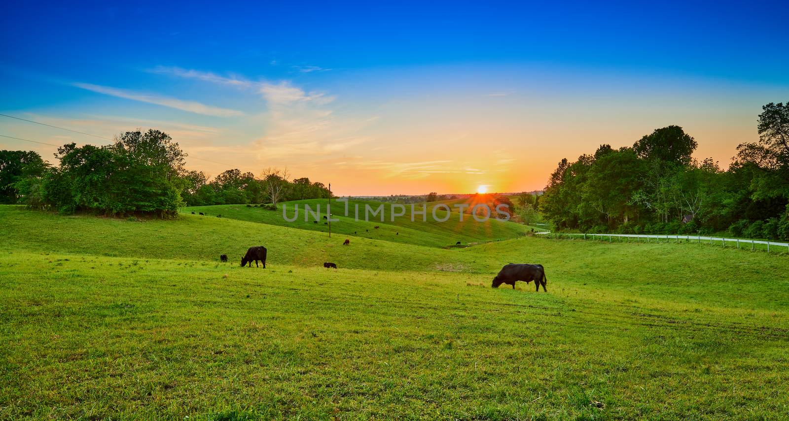 Cows grazing at sunset.