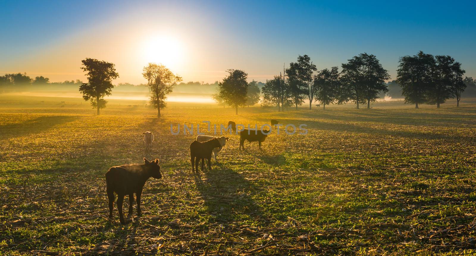 Cows in a Cornfield by patrickstock