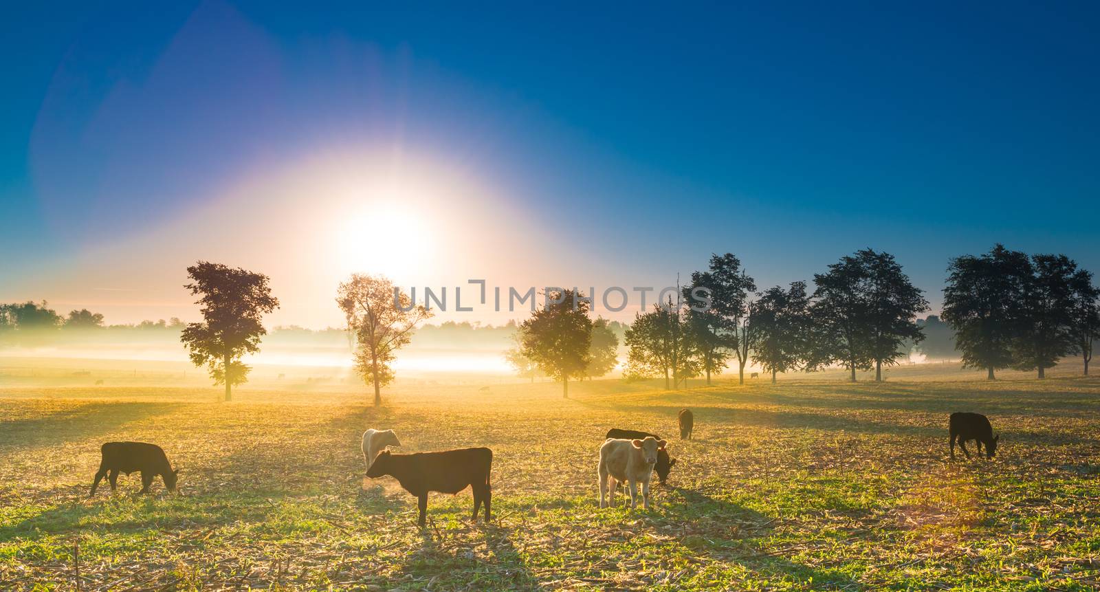 Cows grazing in the early morning fog.