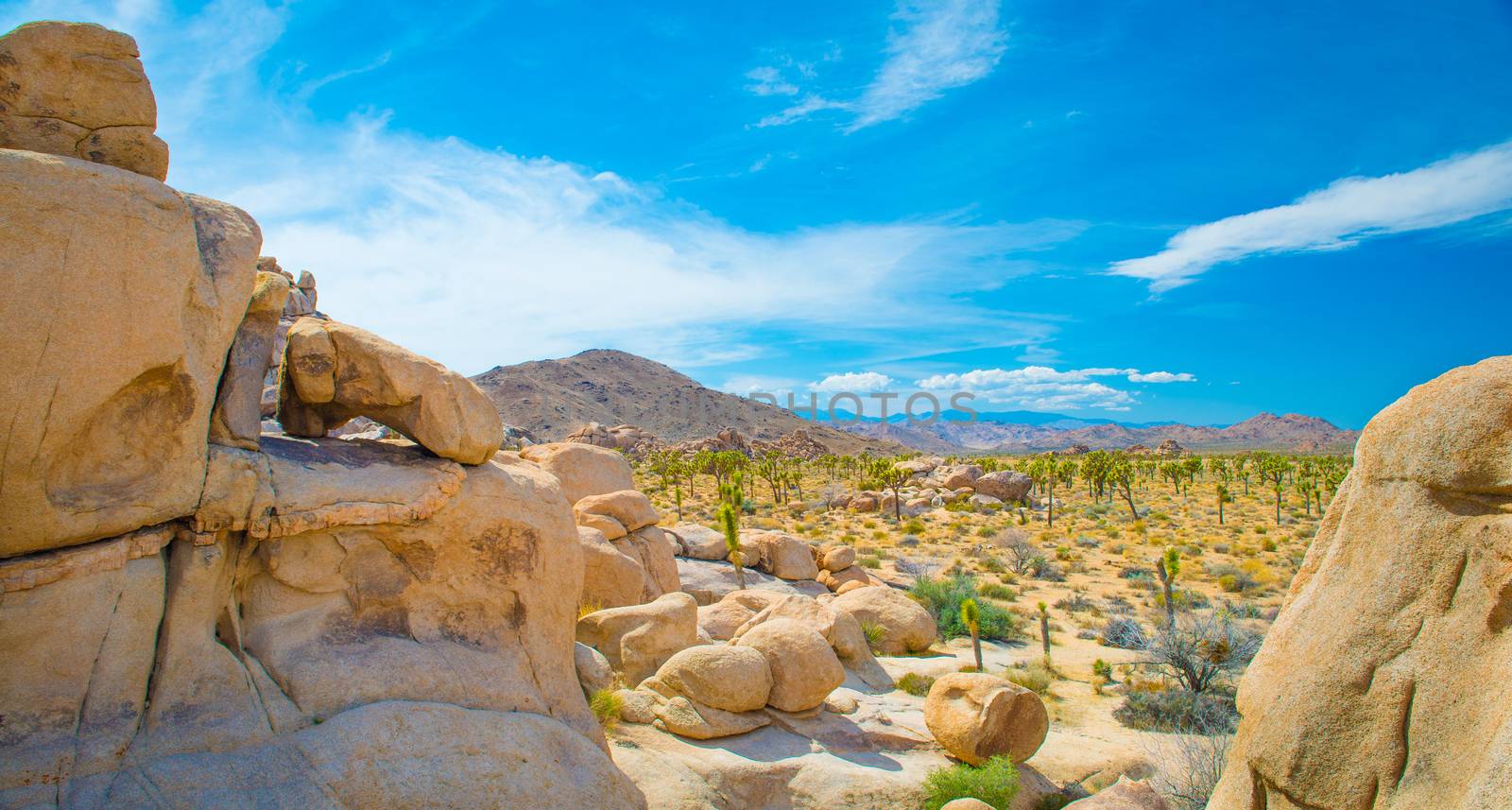 Joshua Tree Valley.