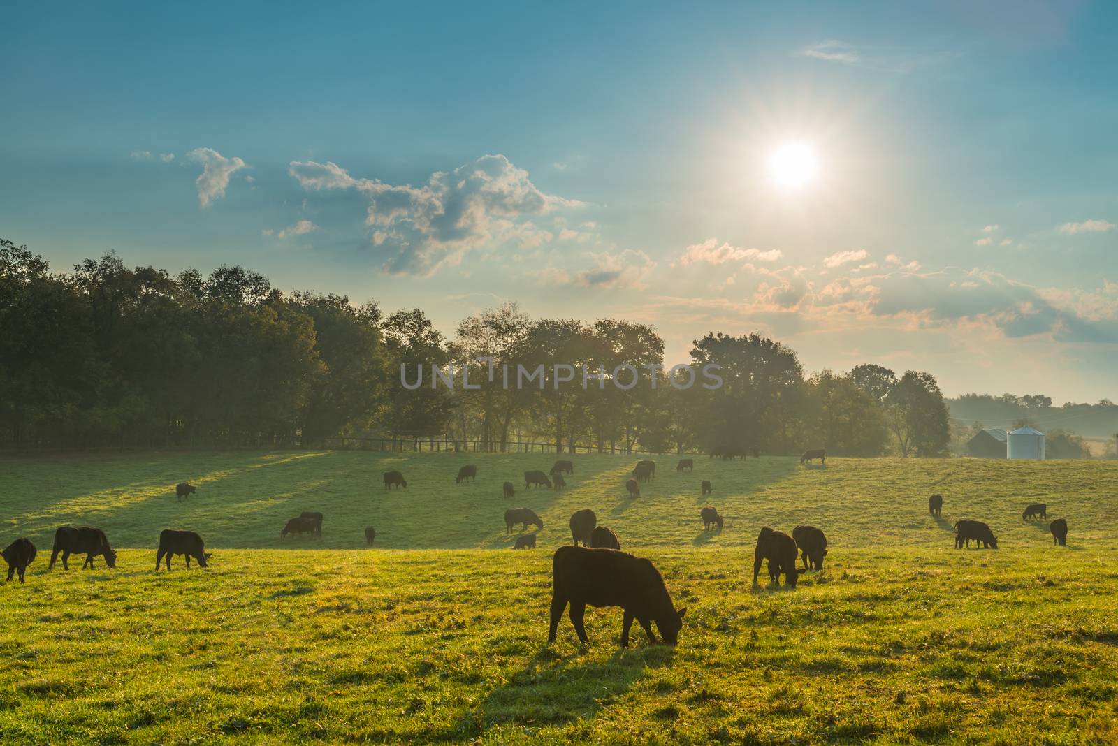Cows grazing in the morning sun.