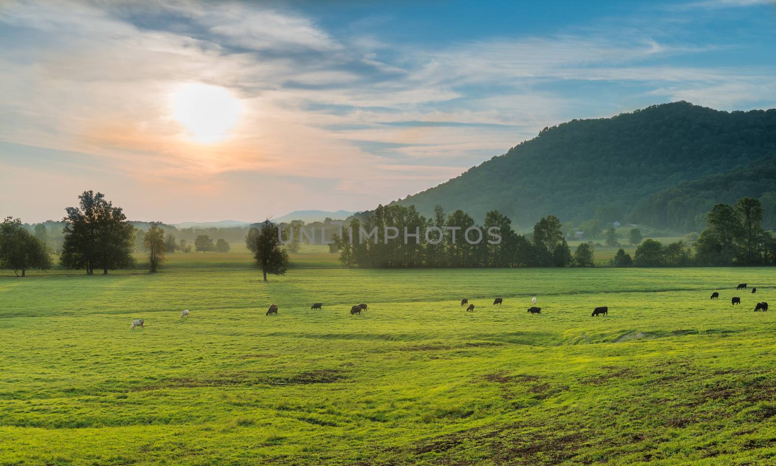 Cows grazing at sunset with mountains in the distant.