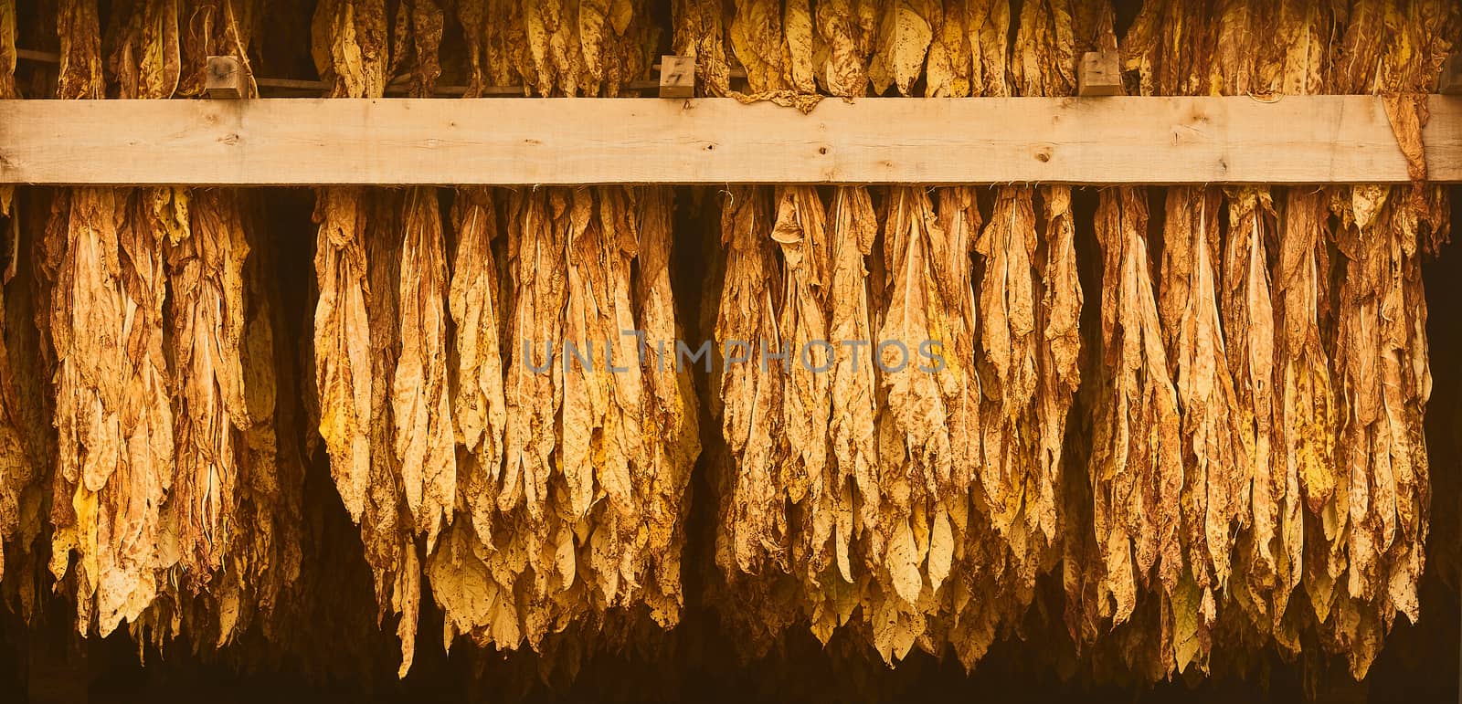 Curing Burley Tobacco Hanging in a Barn.