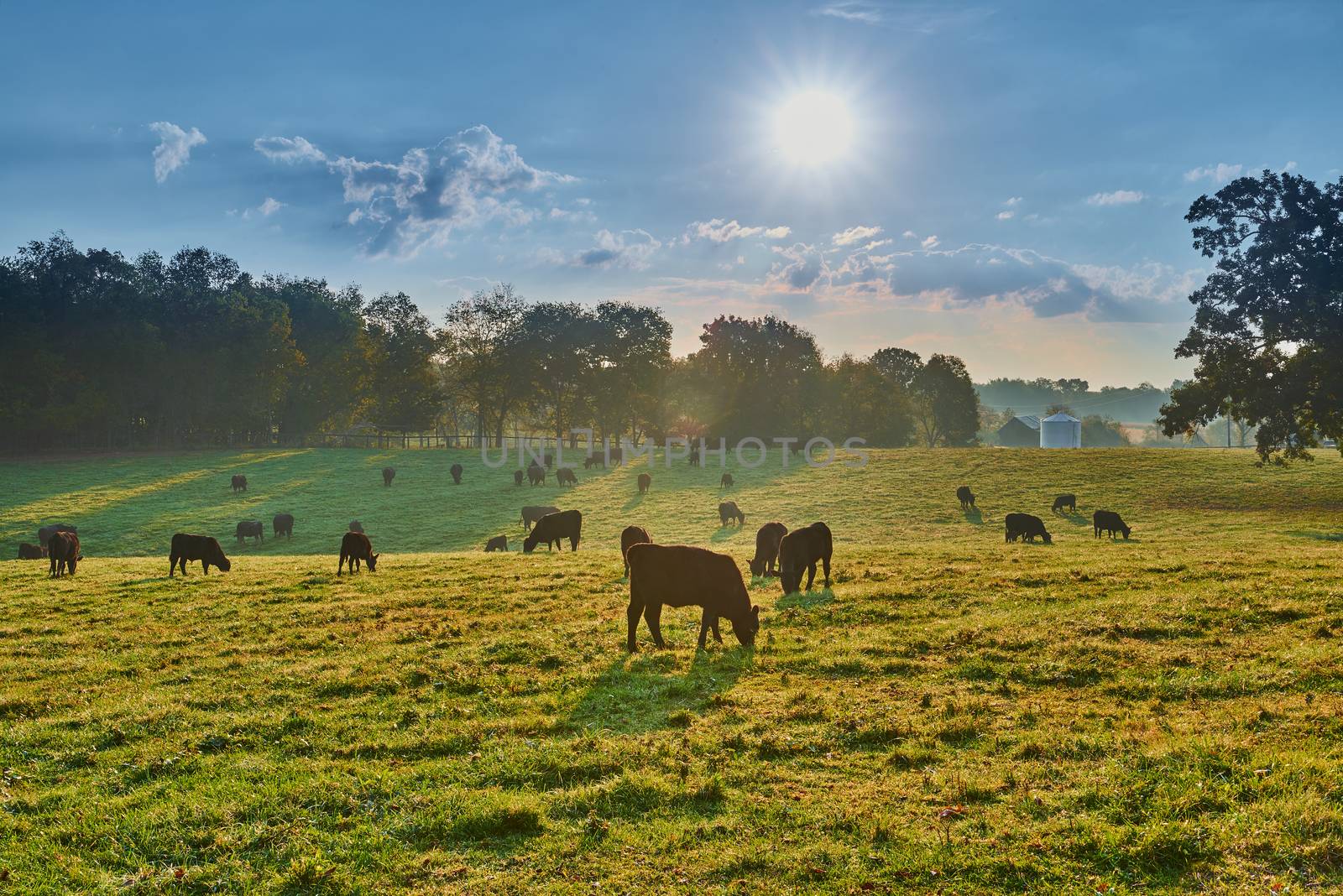 Grazing Cows at Sunrise by patrickstock