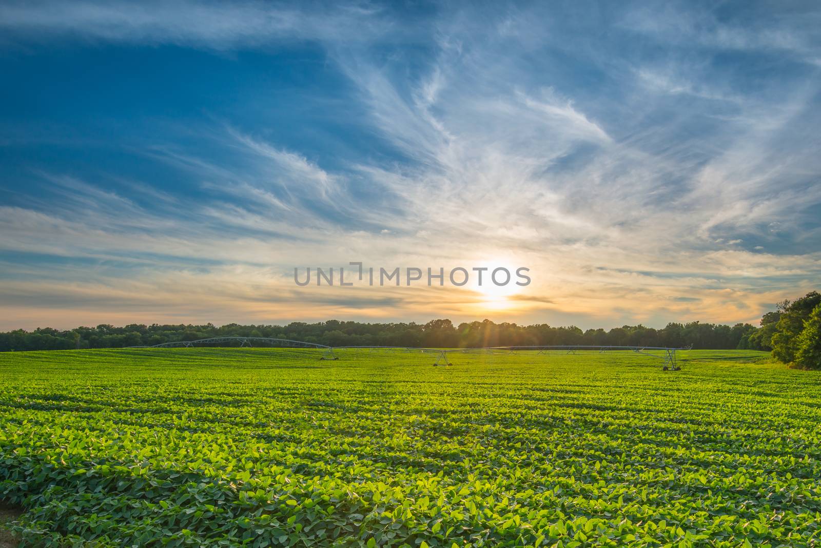 Soybean Field at Sunset with Cloudy Skies. 