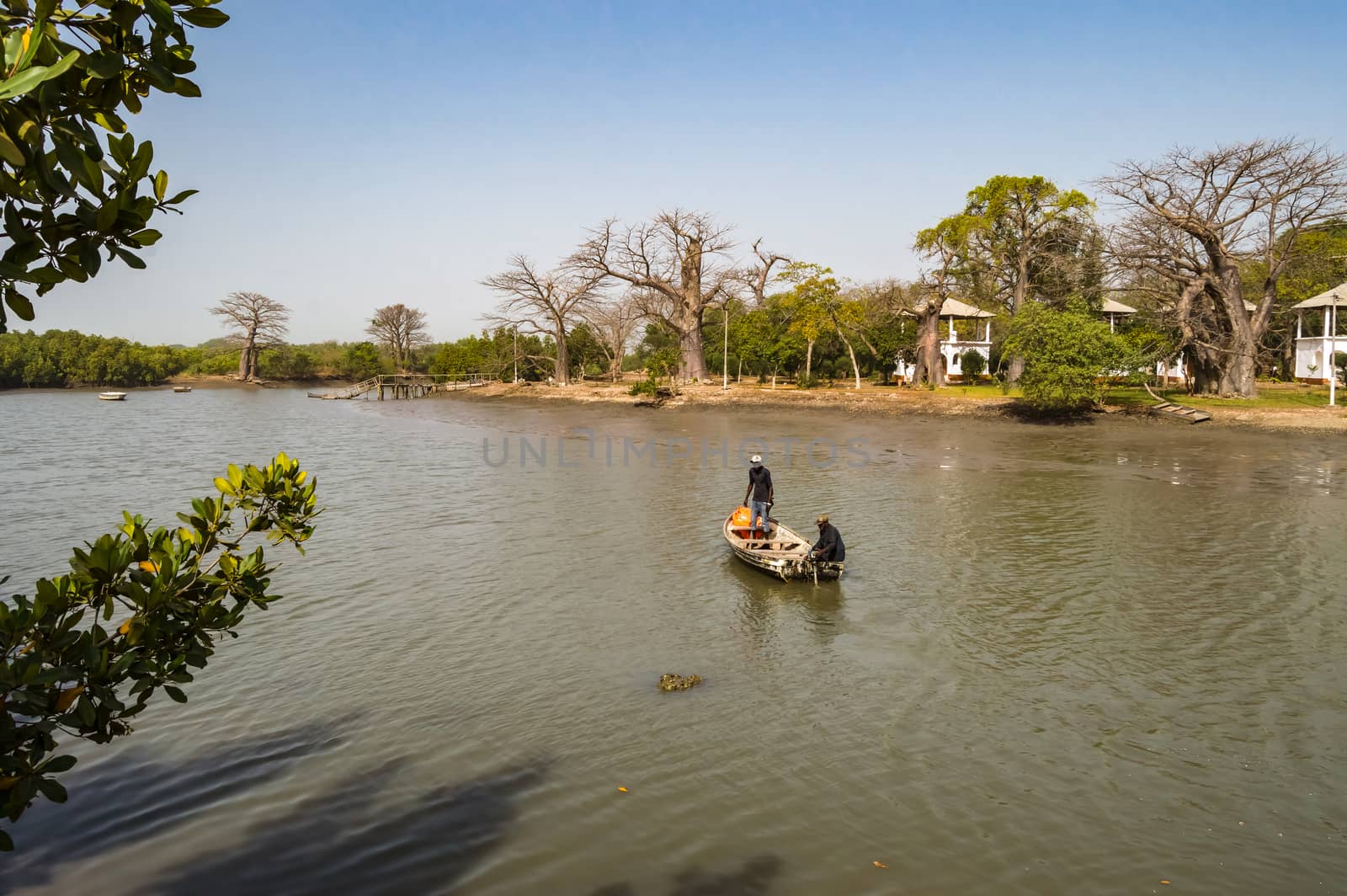 Gambia Mangroves.Traditional long boats. Green mangrove trees in forest. Gambia.