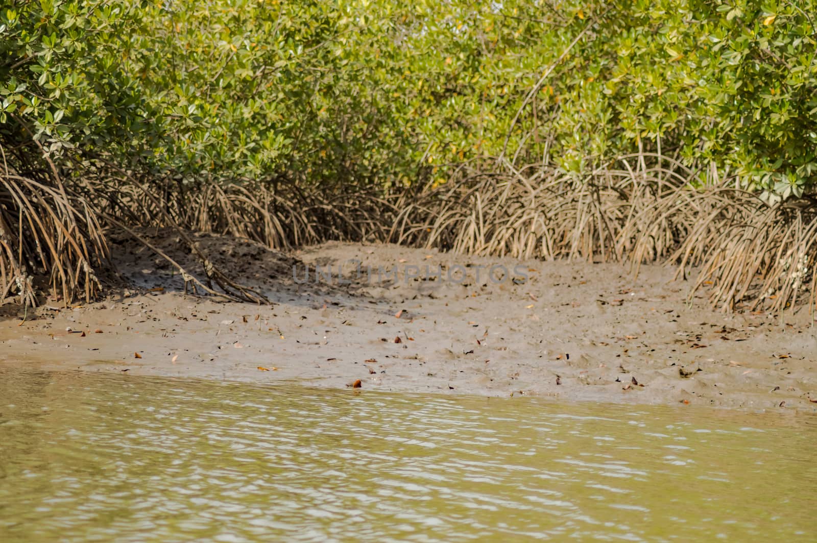 Gambia Mangroves. Green mangrove trees in forest. Gambia.