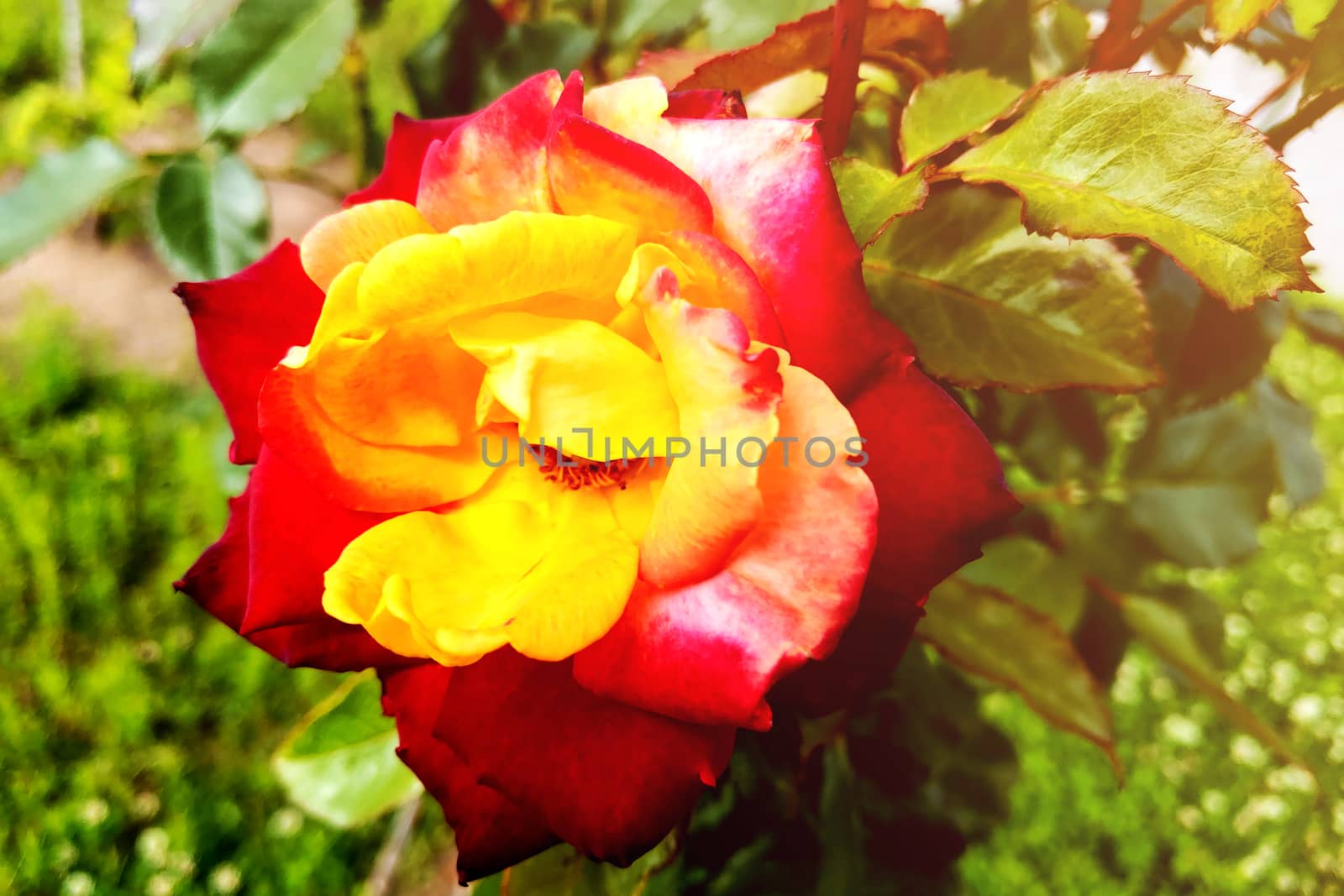 A yellow rose with red tips boldly contrasts in the garden