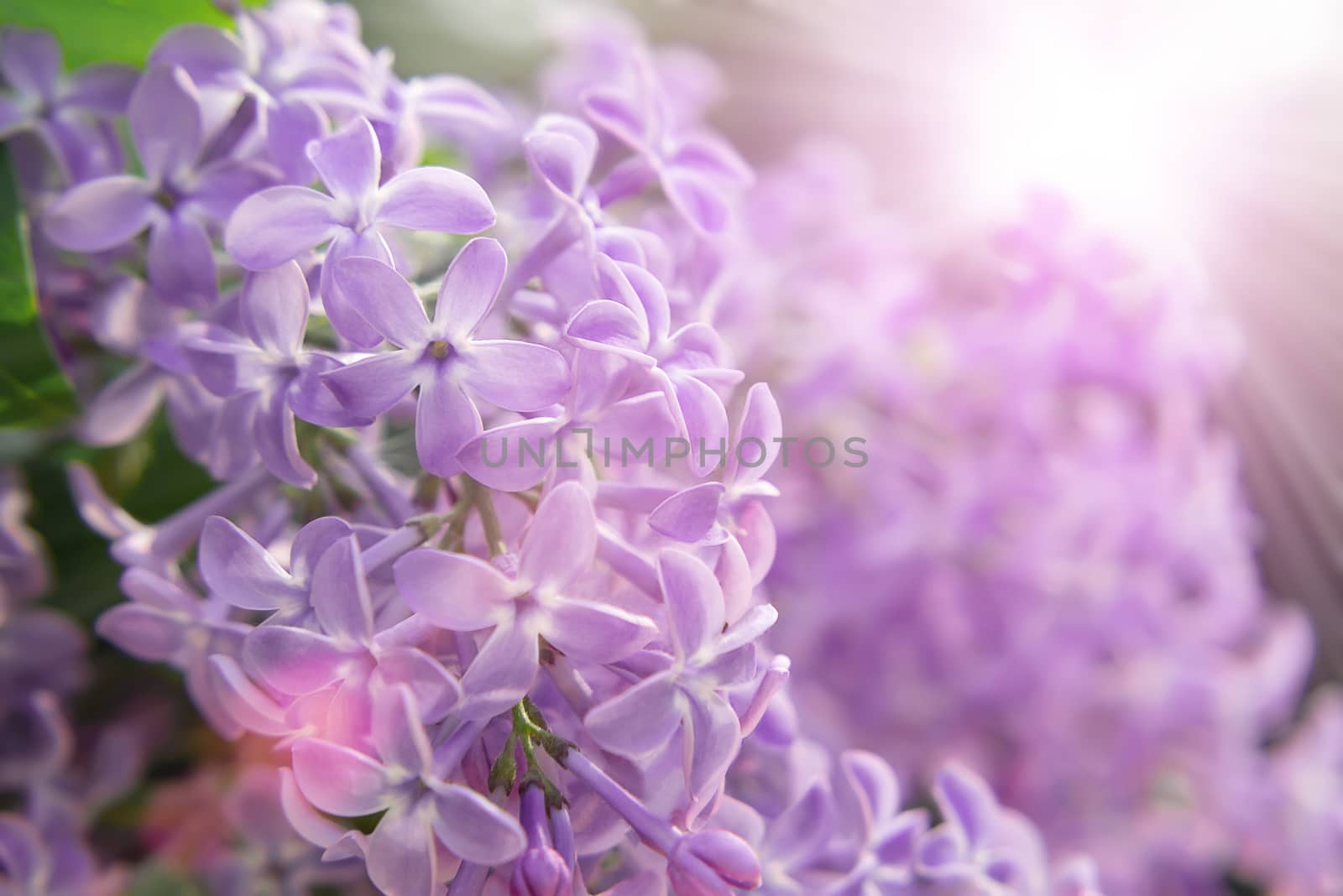 Rare five-petal flower on a branch of lilac, close-up.