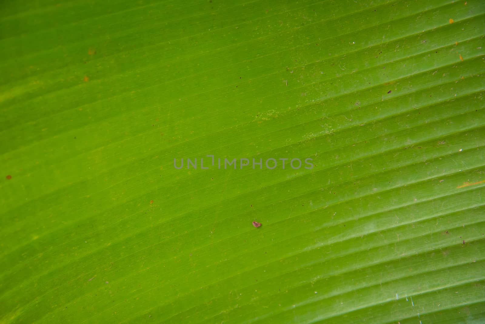 Green banana leaf for background.