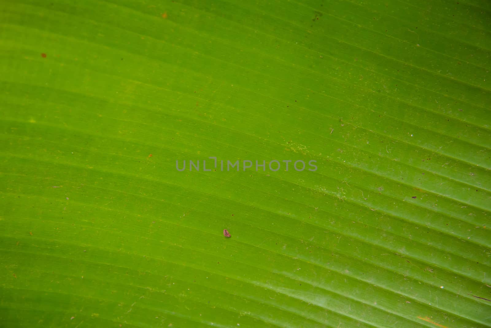 Green banana leaf for background.