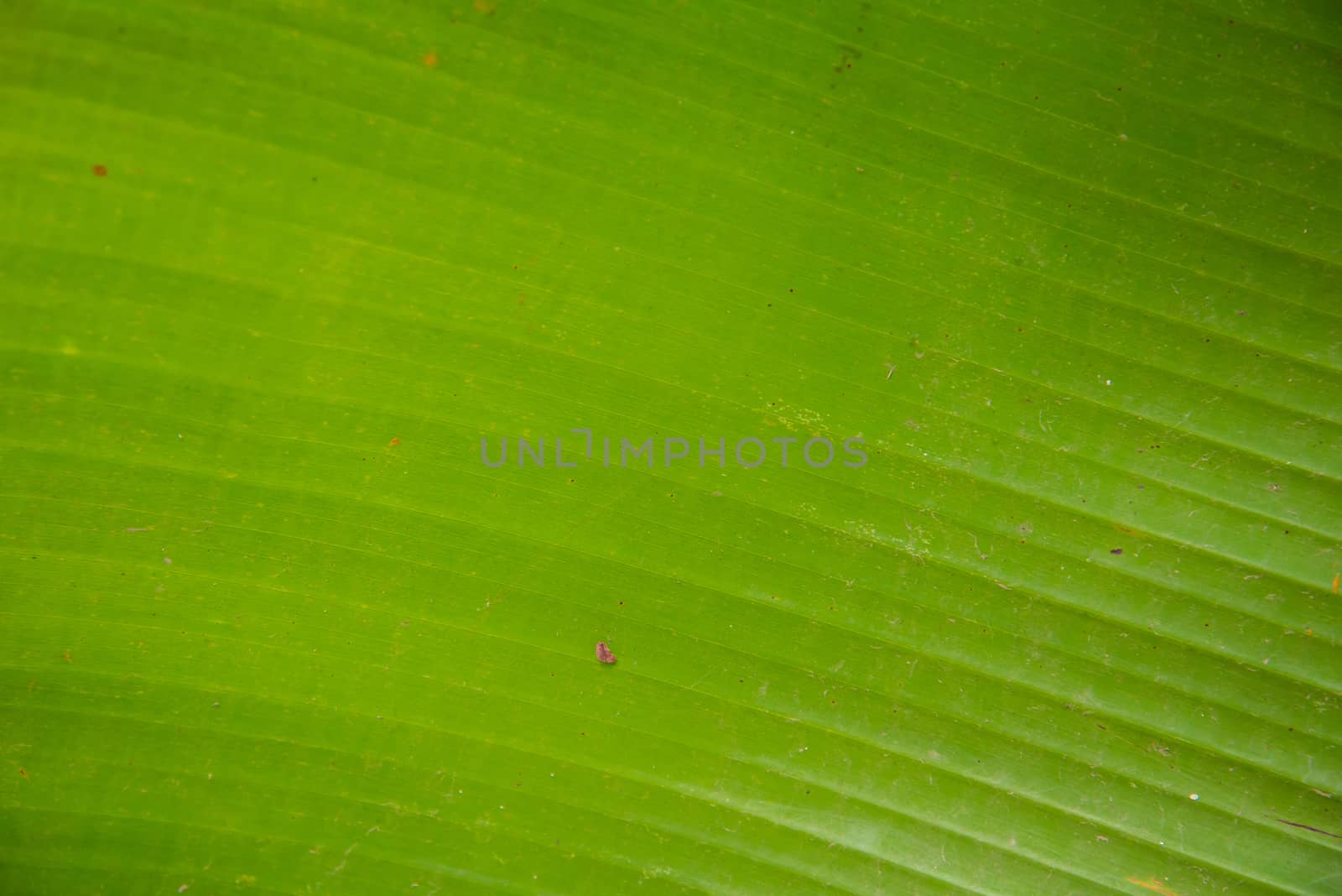 Green banana leaf for background.