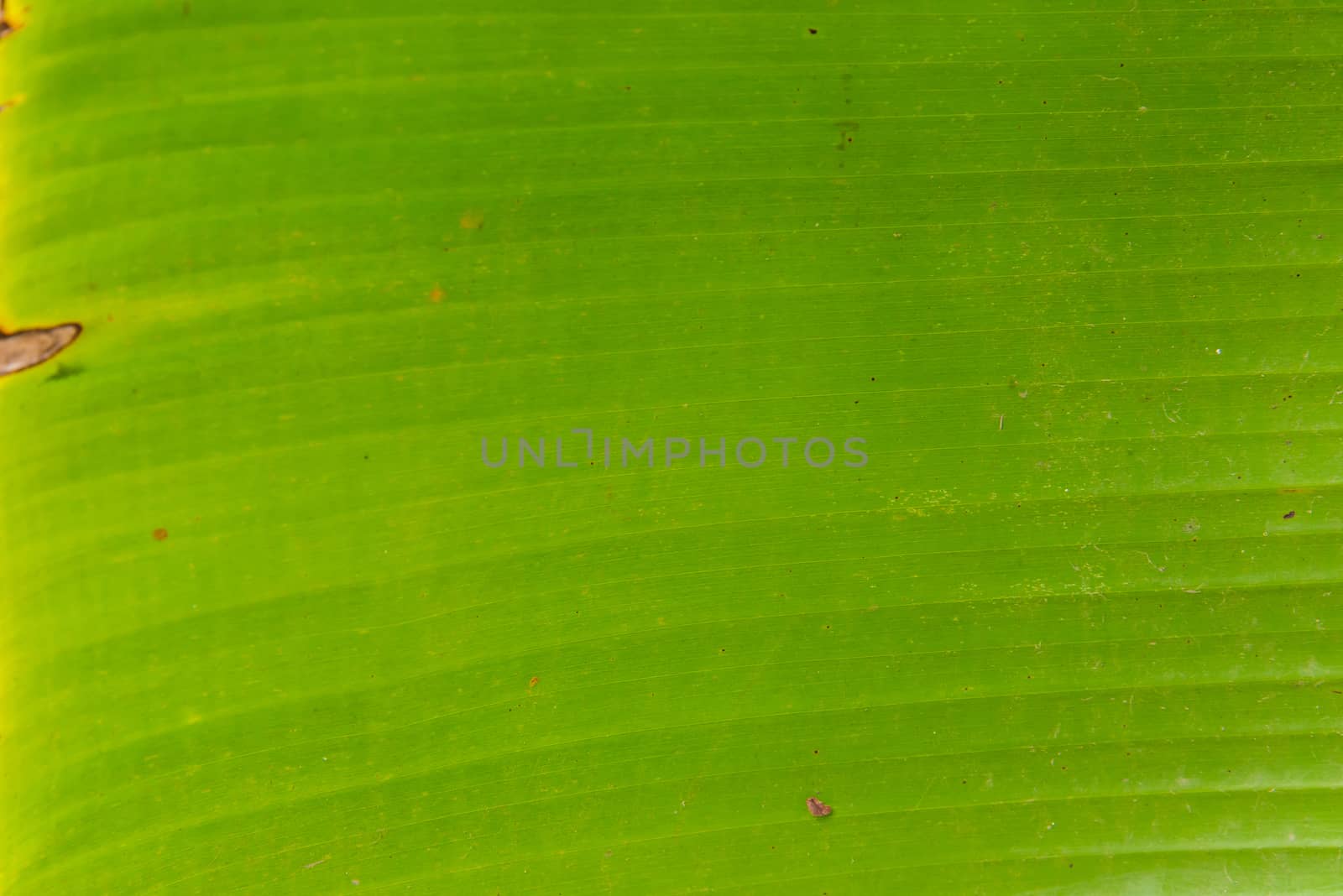 Green banana leaf for background.