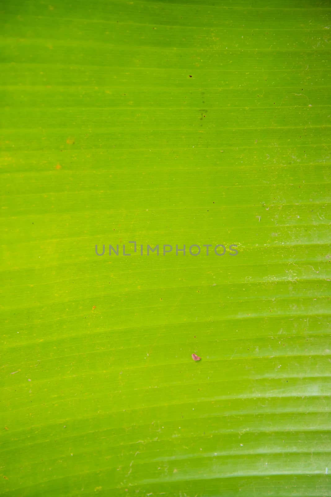 Green banana leaf for background.