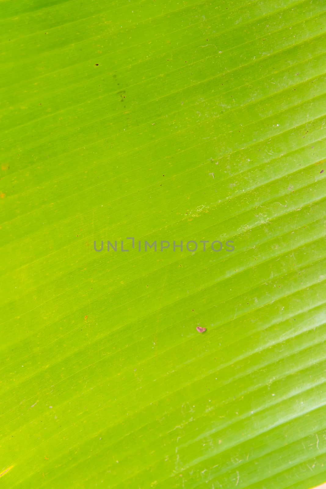 Green banana leaf for background.