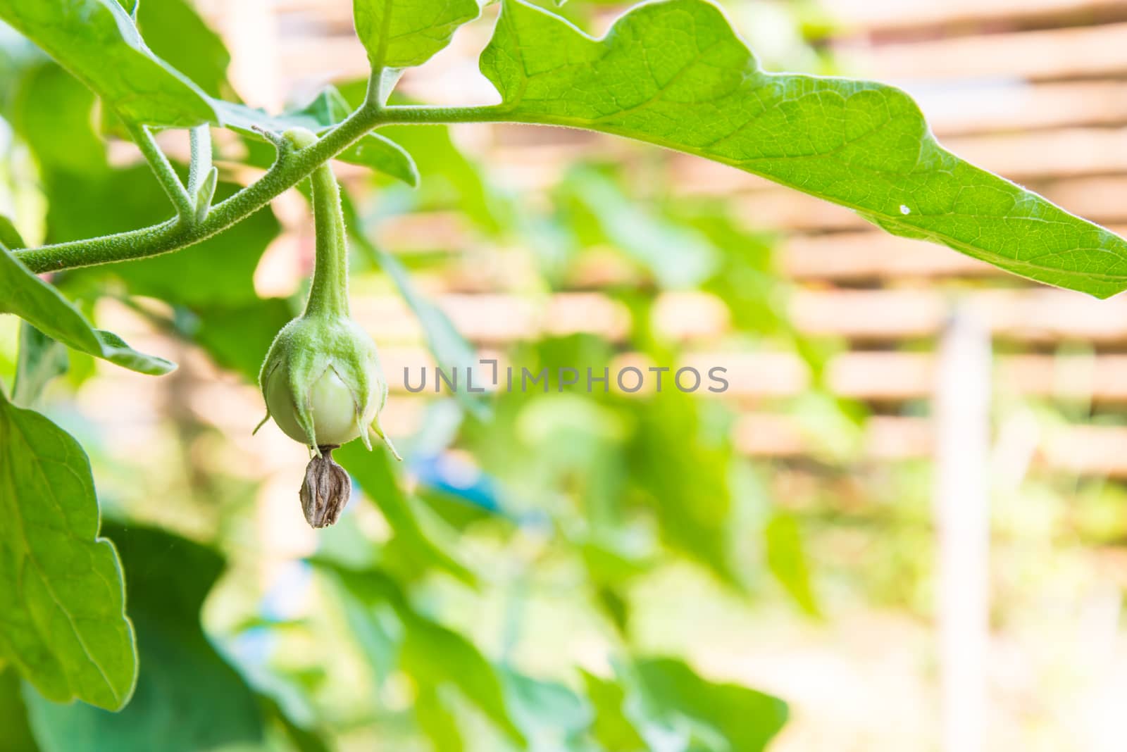 Green eggplant on bush in the garden.