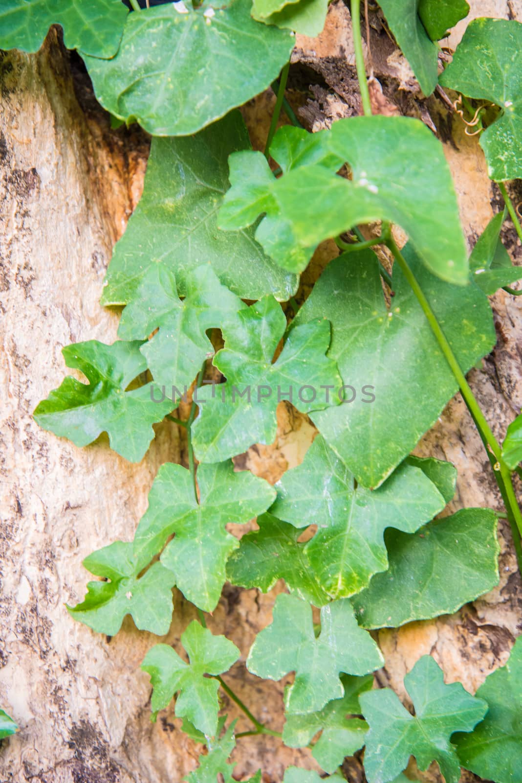 Green leaf for background.