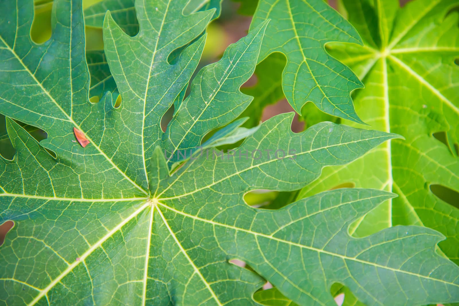 Green leaf for background.