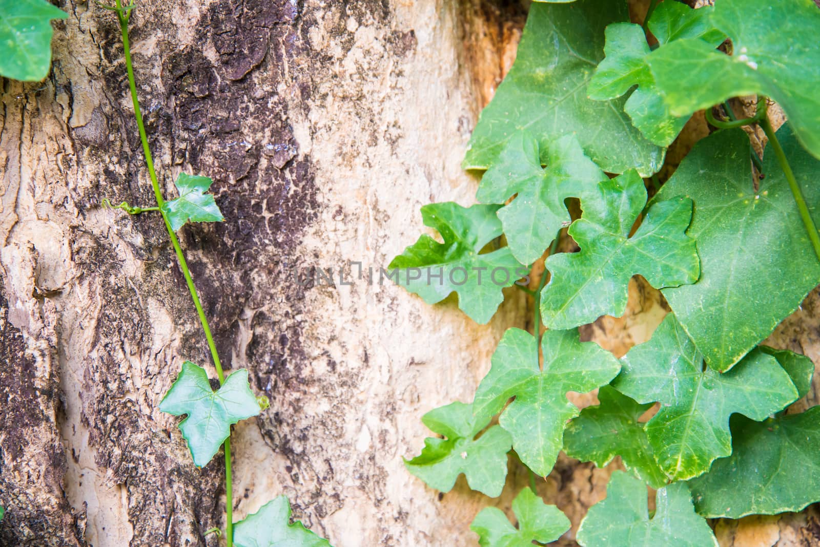 Green leaf for background.