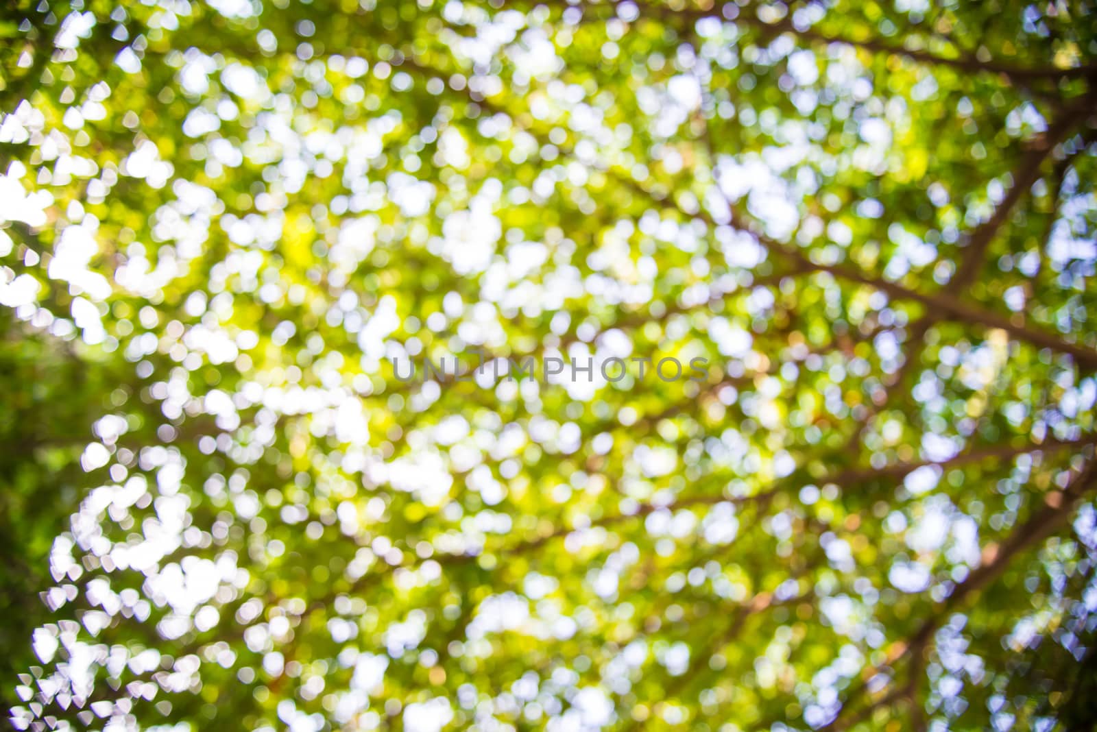Zoom shot green tree out of focus for background. Blurs