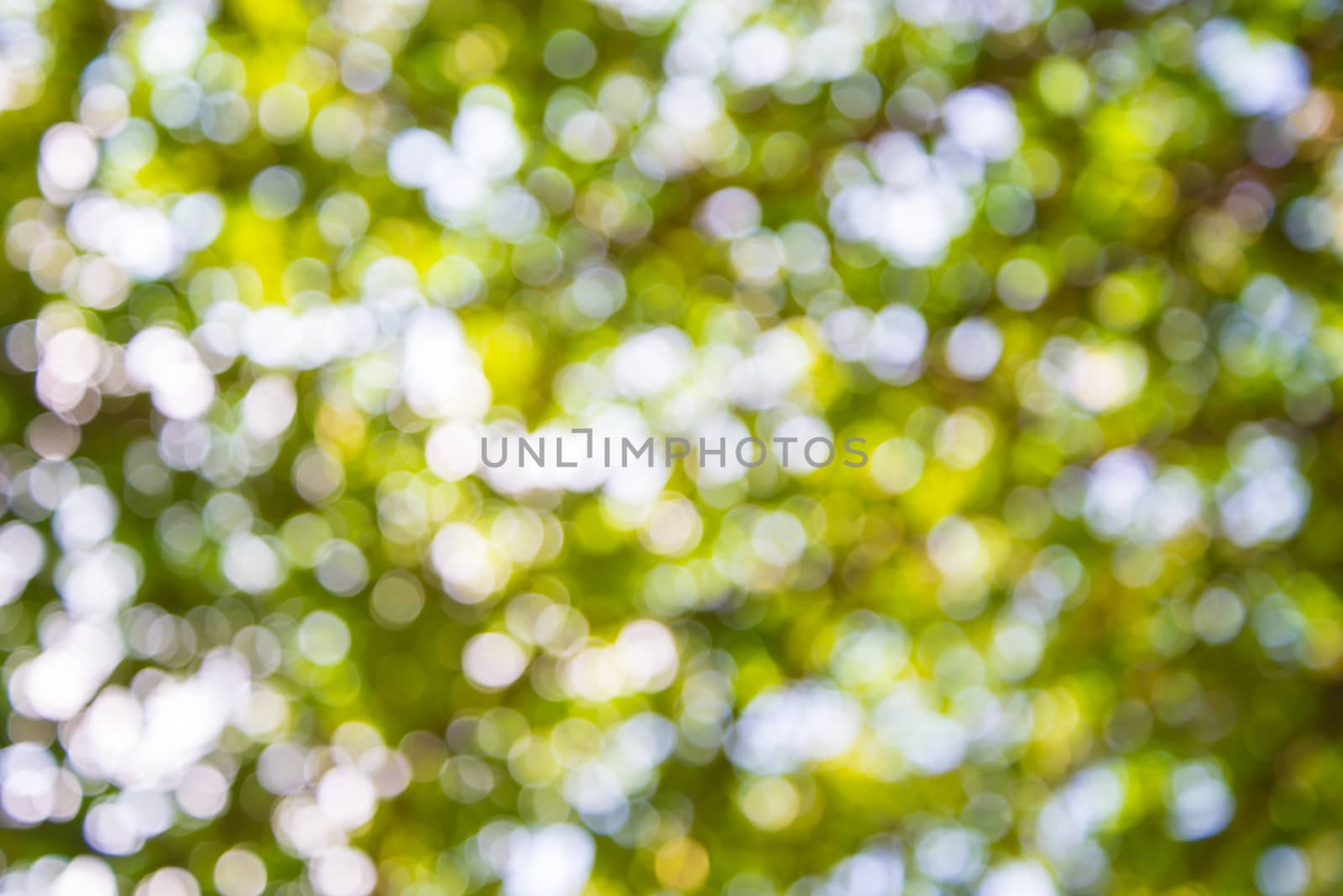 Zoom shot green tree out of focus for background. Blurs