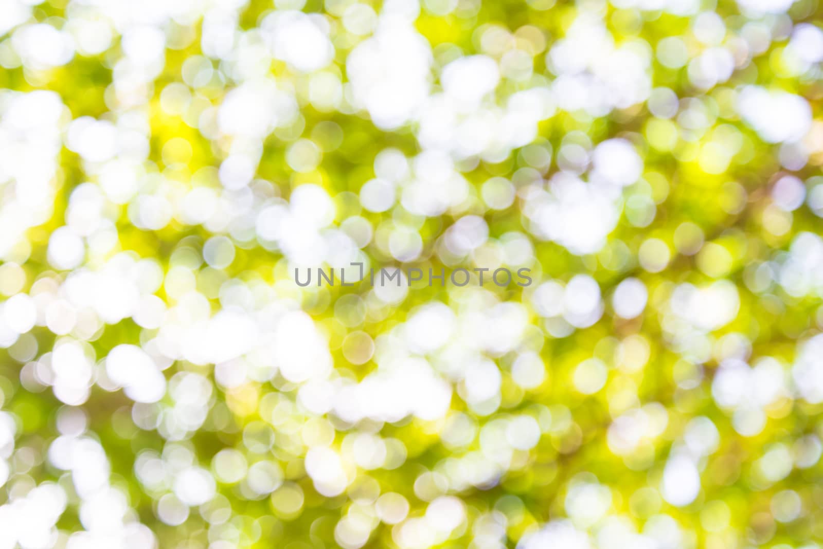 Zoom shot green tree out of focus for background. Blurs